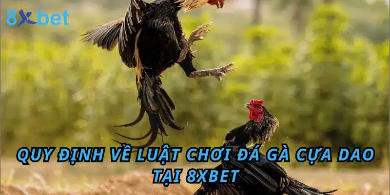 Đá gà Cựa Dao 8xbet: Luật chơi, kinh nghiệm và cách thắng lớn 5 Quy định về Luật chơi Đá Gà cựa dao tại 8XBET