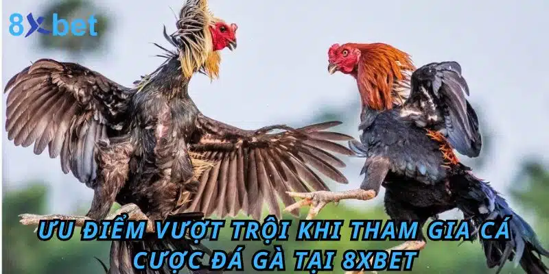 Đá gà Cựa Dao 8xbet: Luật chơi, kinh nghiệm và cách thắng lớn 4 Ưu điểm vượt trội khi tham gia cá cược Đá Gà tại 8XBET